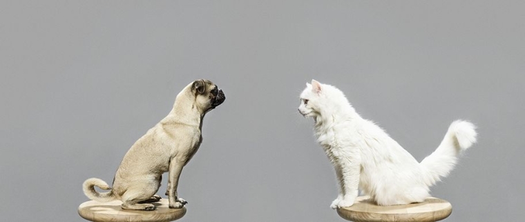 Assurance pour vos animaux